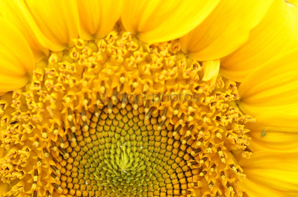 Similar – Image, Stock Photo summer gold Sunflower