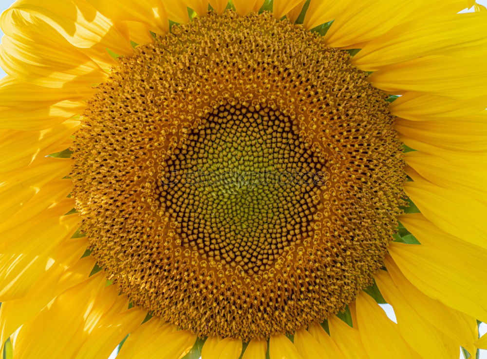 Similar – Image, Stock Photo Yellow flowers chamomile dye (Anthemis tinctoria )