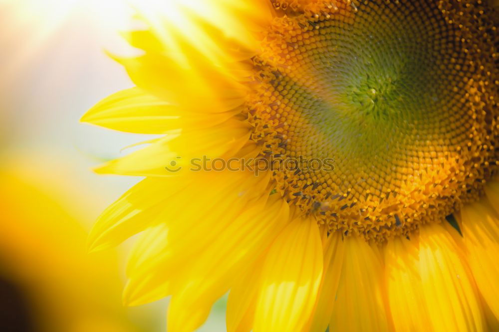 Similar – Image, Stock Photo Macro honey bee collects yellow pollen on sunflower in nature