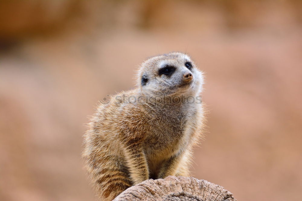 Similar – Meerkat or Suricate (Suricata Suricatta) in Africa