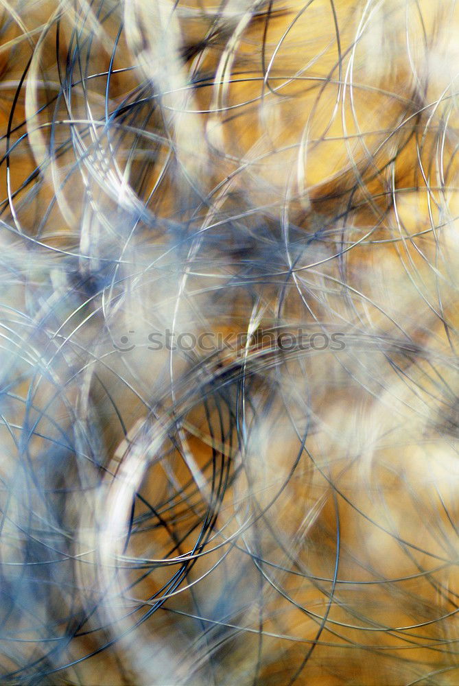 Similar – Image, Stock Photo After the Rain, or Dill in the morning light