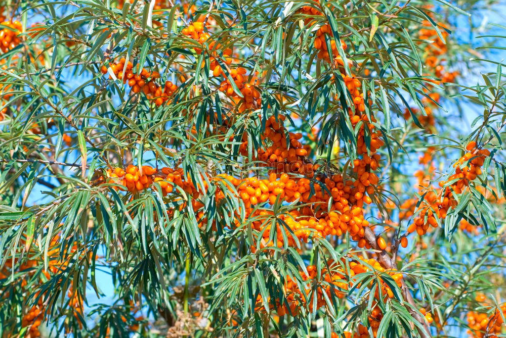 Similar – Foto Bild leuchtend rot Baum