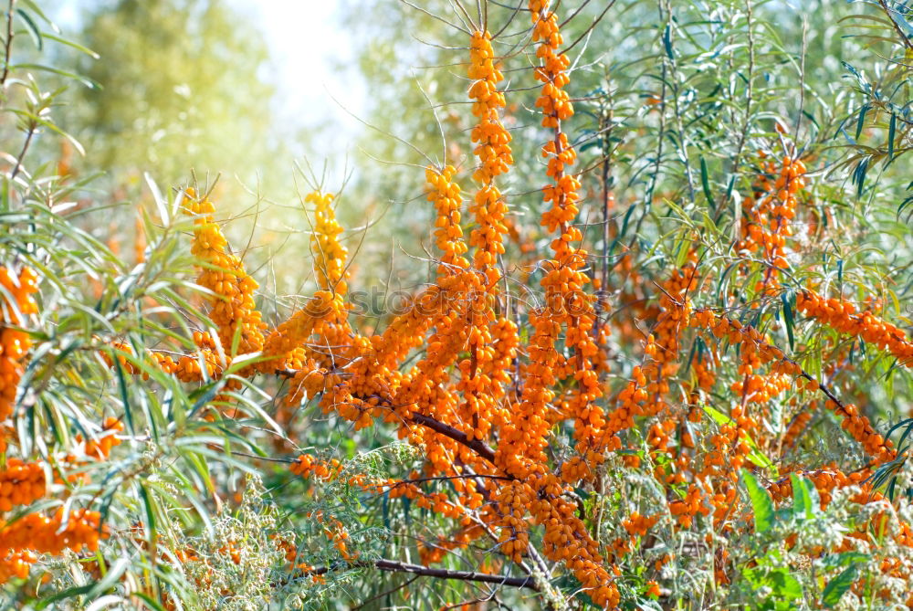 Similar – Foto Bild leuchtend rot Baum