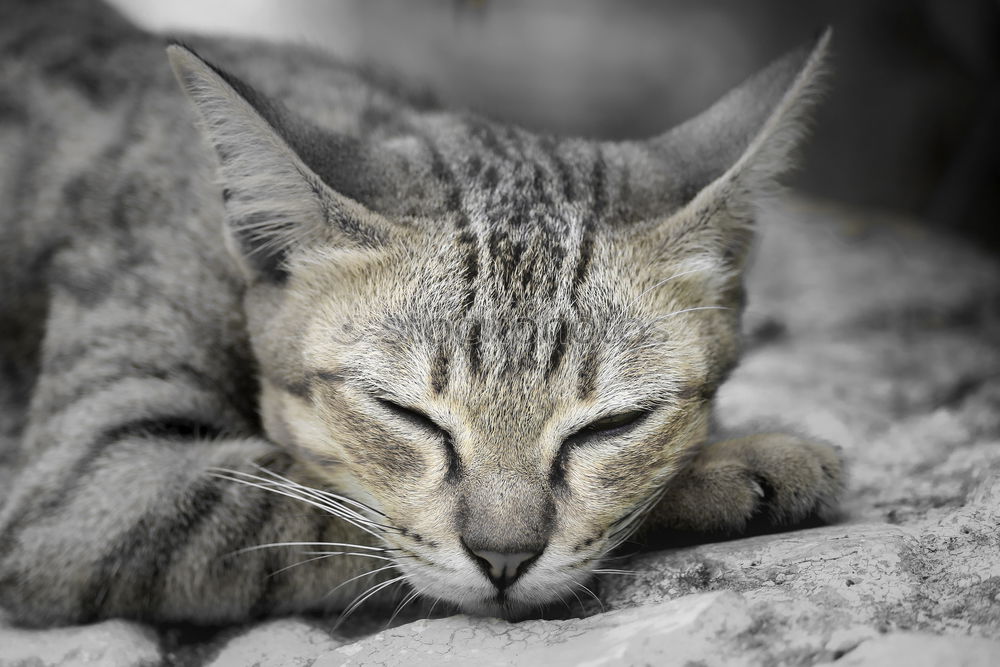 Image, Stock Photo Cat’s life!