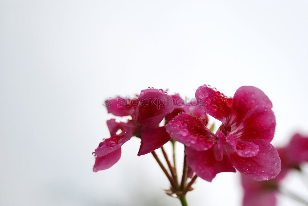 Similar – cuckooflower; cardamine, pratensis; meadow flower