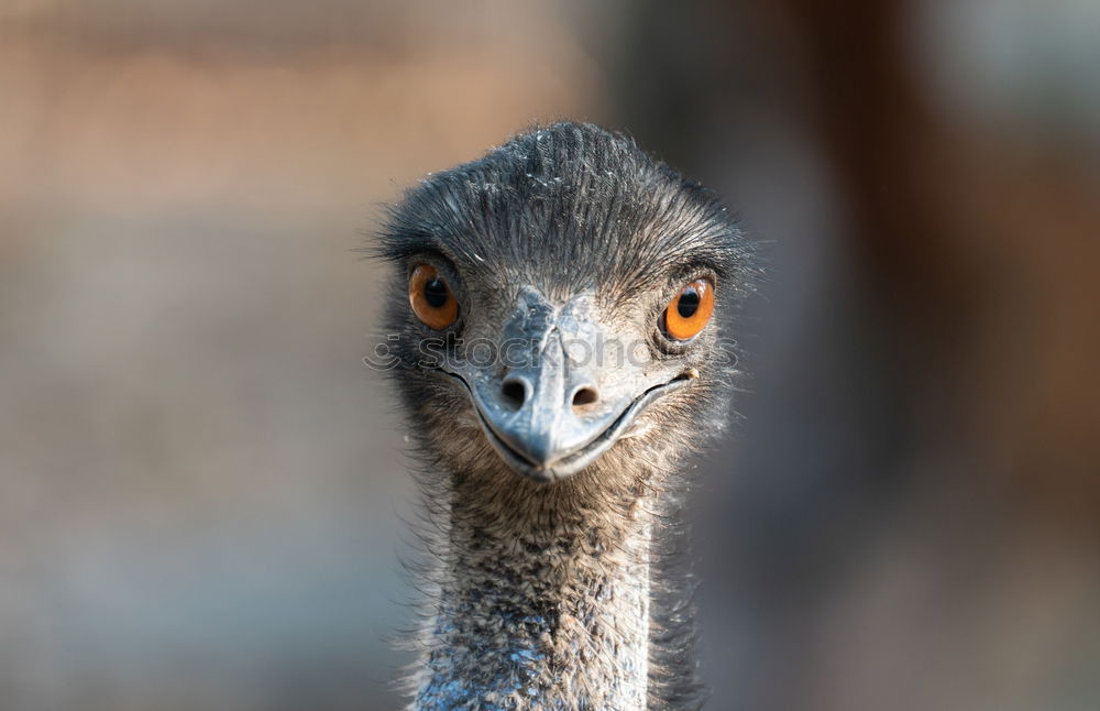 Similar – Early riser? ostrich Bird