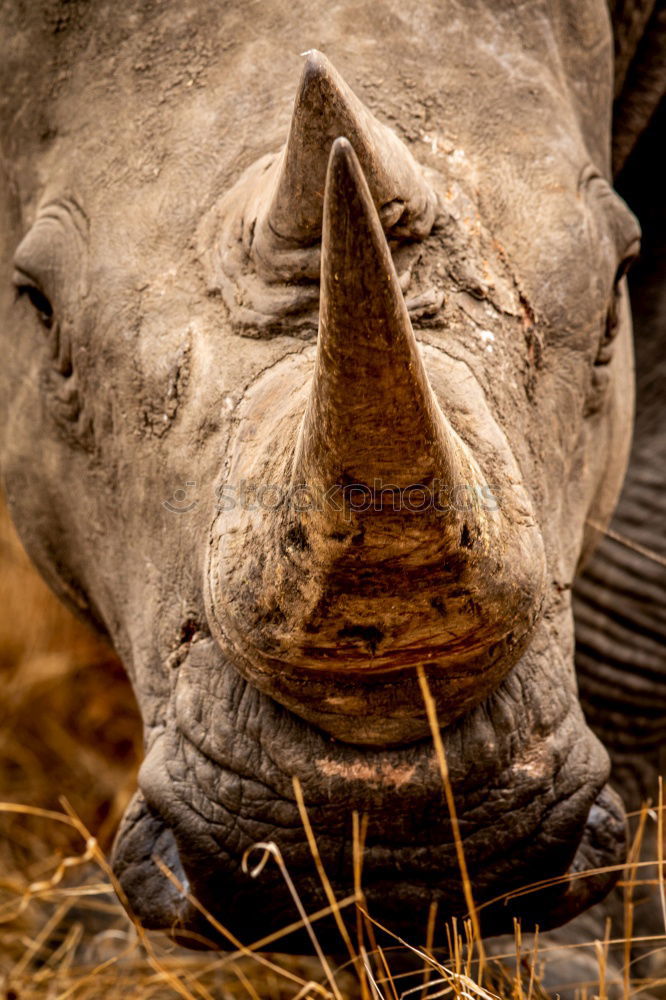 Similar – Image, Stock Photo Rhino mother with child