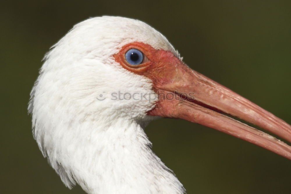 Similar – Sarus Crane Environment