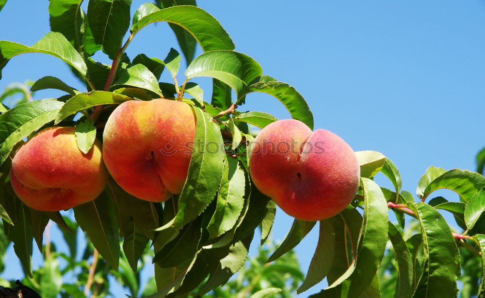 Similar – Sweet fruits Fruit Orange