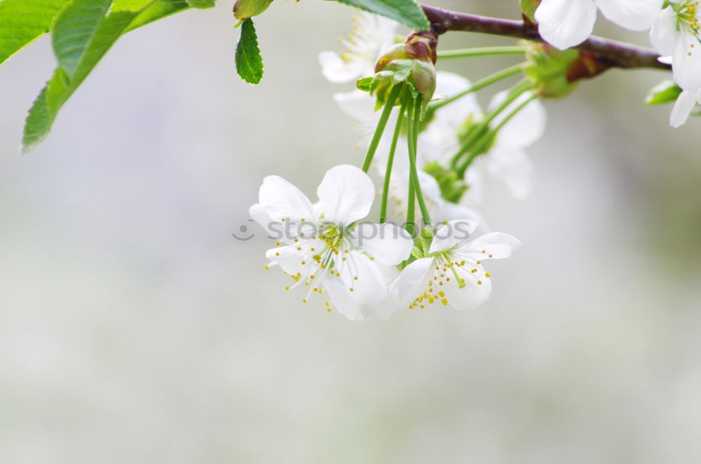 Similar – Image, Stock Photo Apple Tree Flowers