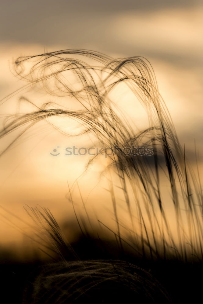 Similar – Image, Stock Photo western beach Wind cripple