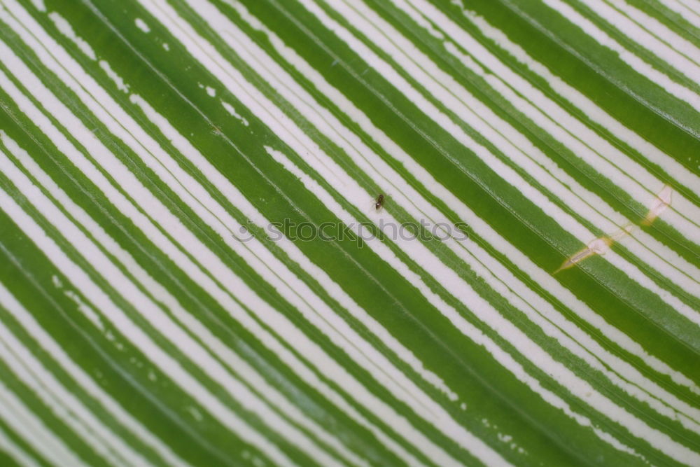 Similar – Image, Stock Photo tablecloth Summer Meadow