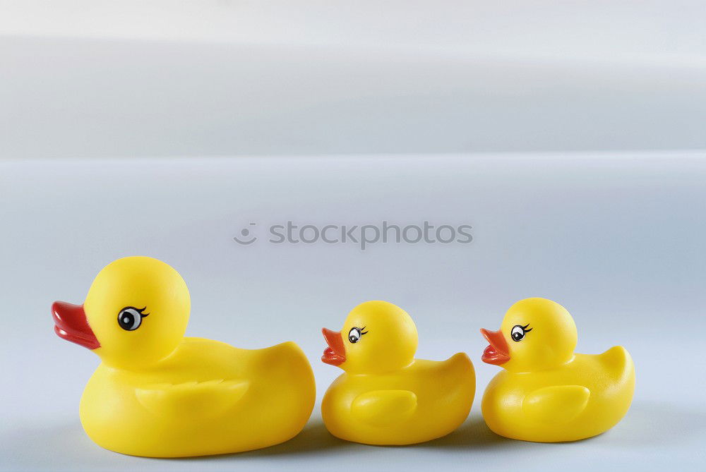 Similar – duckling small…