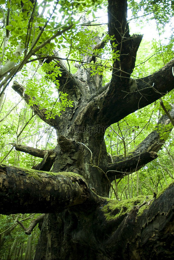 Similar – Image, Stock Photo Oak view Environment