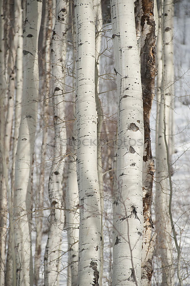 birch. Environment Nature