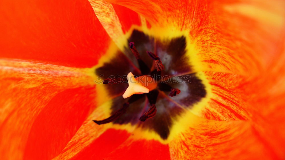 Mohn Klatschmohn rot