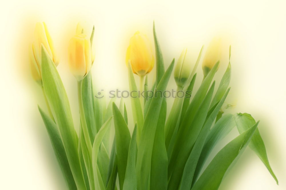 Similar – Foto Bild Tulipa Tulpe Blumenstrauß