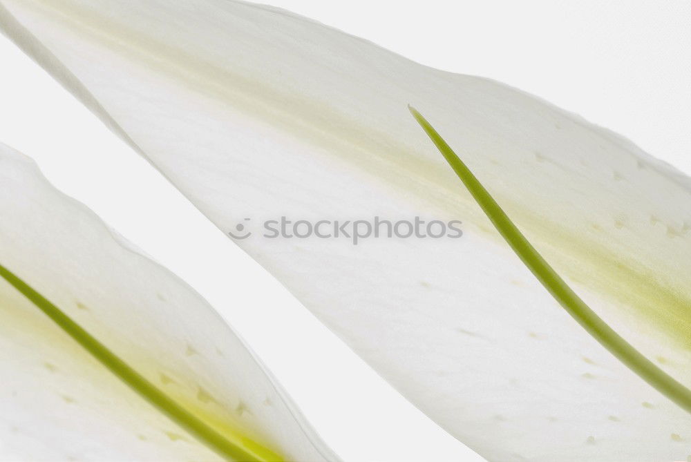 Similar – Image, Stock Photo tulipe #3 Tulip Flower