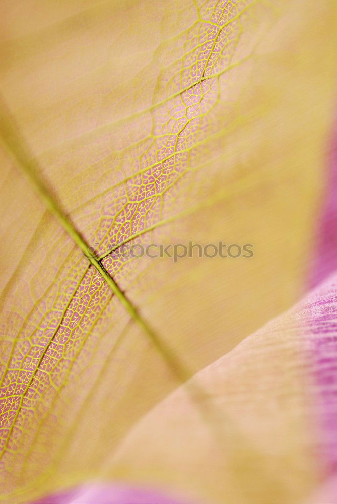 Similar – purple_summer Flower Blur