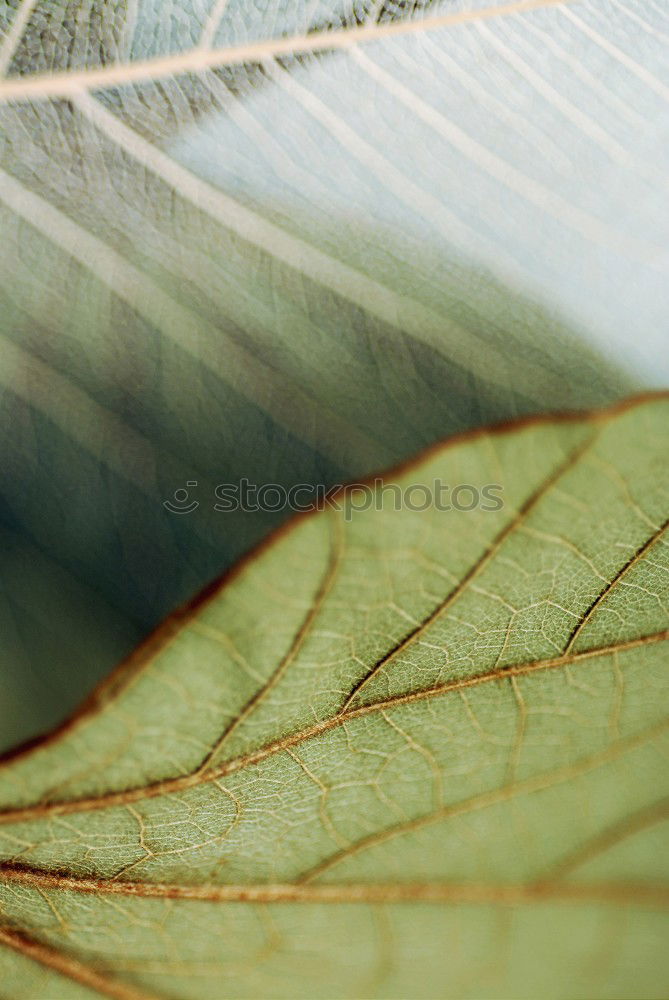 Similar – Zellteilung Natur Pflanze