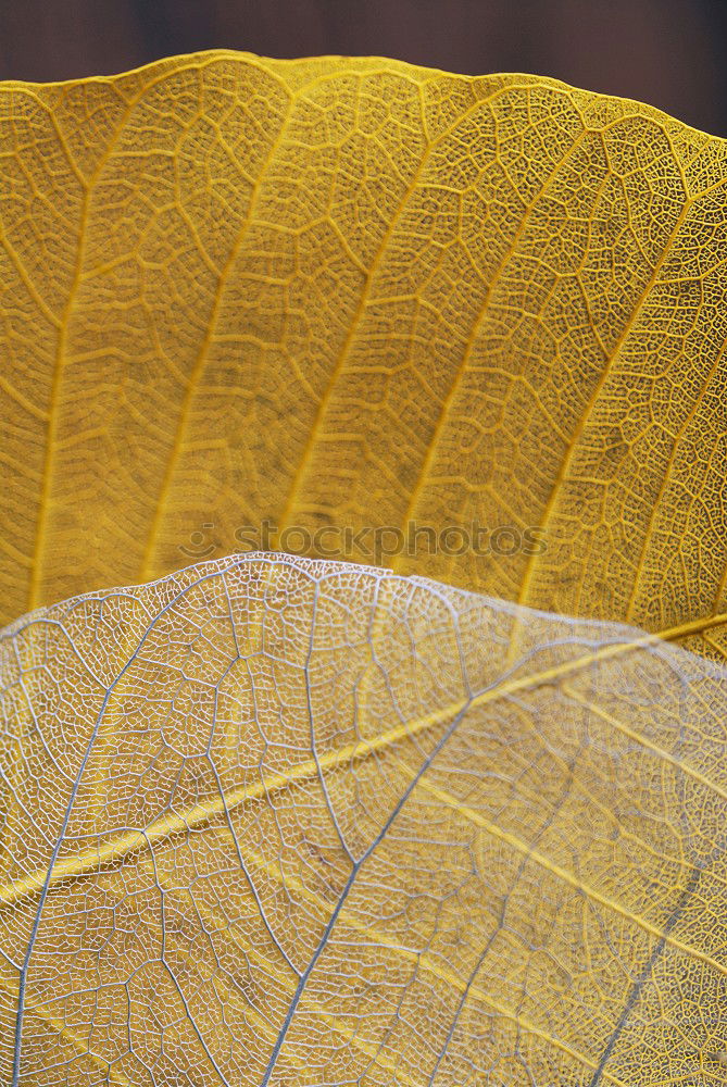 Similar – Image, Stock Photo Labyrinth of courgettes 1