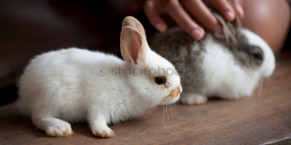 Similar – Image, Stock Photo Rabbit babies 12 days old