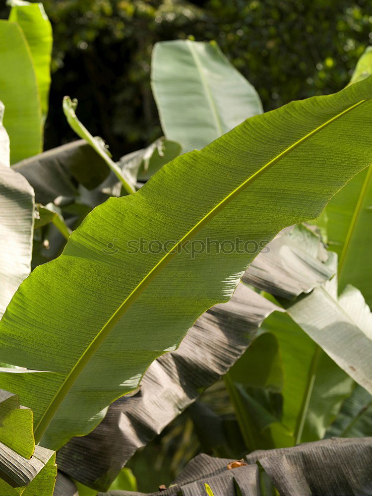 Similar – Image, Stock Photo fresh and crisp Food