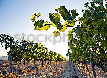 Similar – Châteauneuf-du-Pape Summer