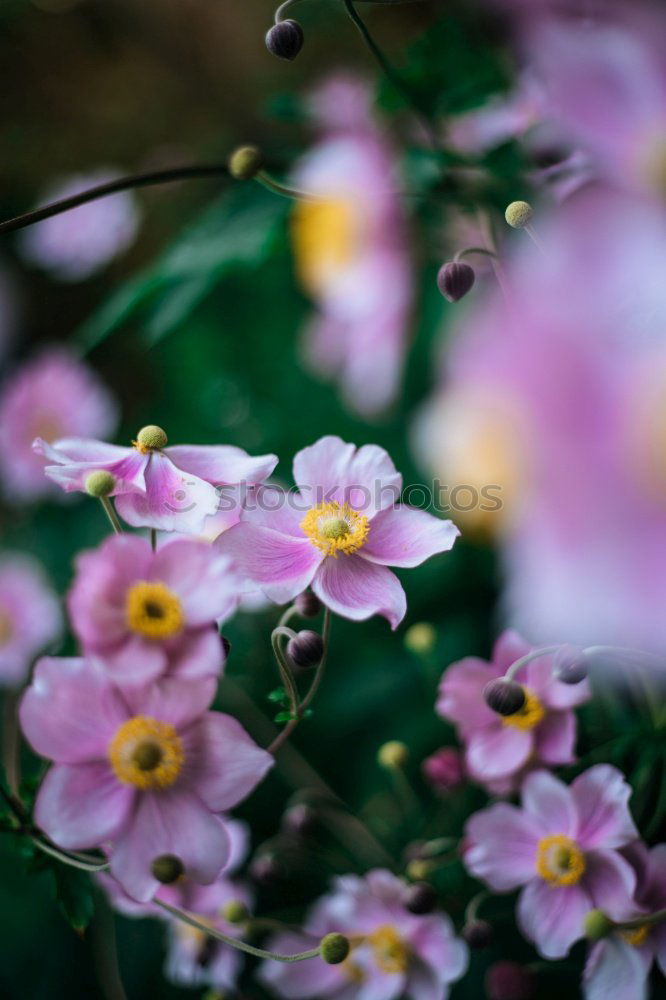 Similar – Image, Stock Photo baby’s breath Life