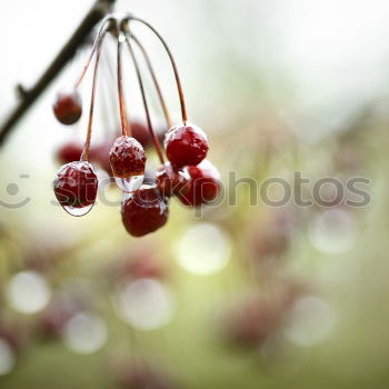 Similar – Image, Stock Photo berries Food Fruit