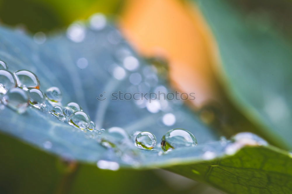 Similar – Image, Stock Photo drops on the green leaves