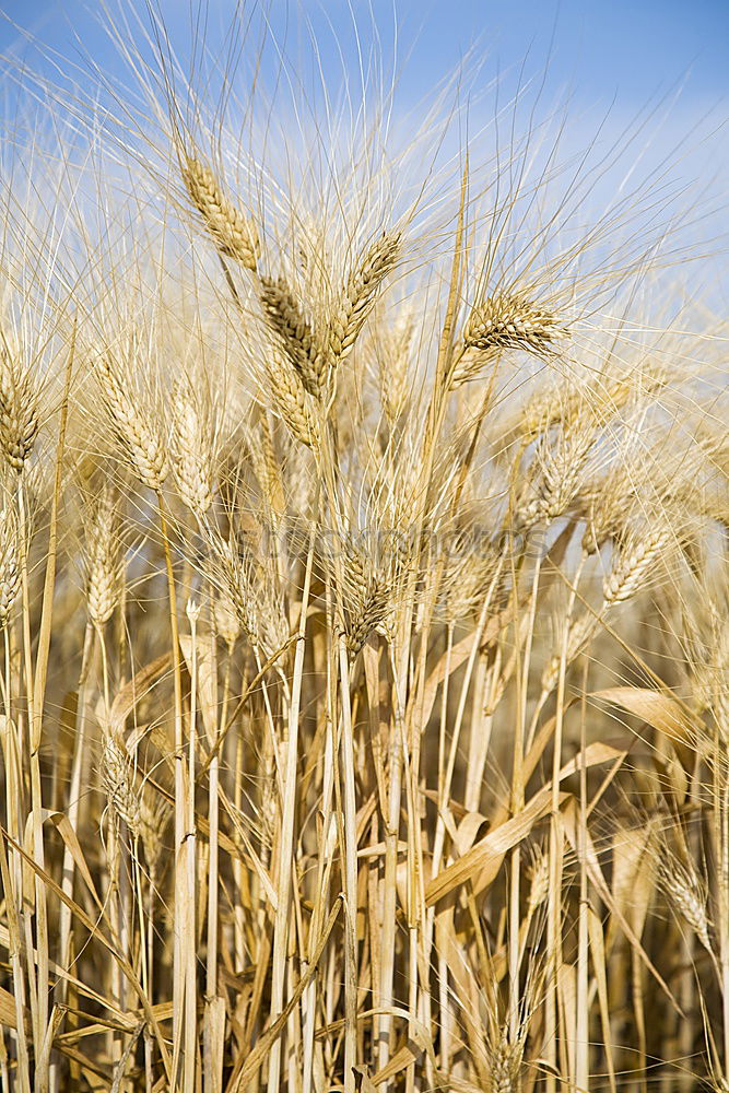 Similar – Foto Bild euer_Aehren_1 Weizen Feld