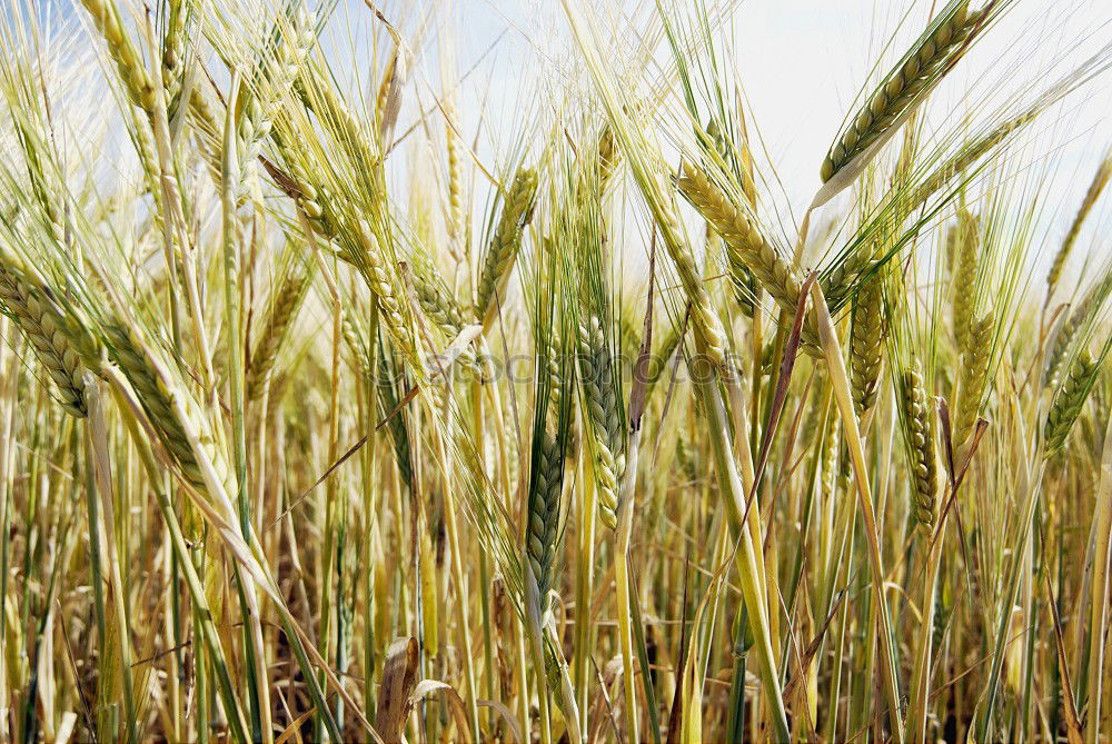 Similar – barley field Yellow Field