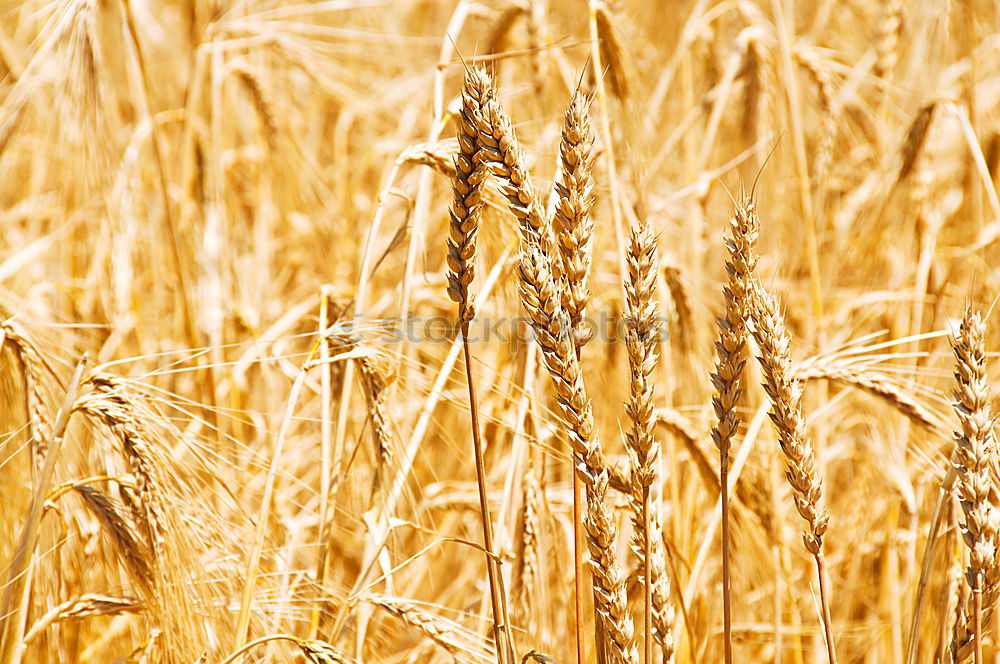 Similar – grain Wheat Field