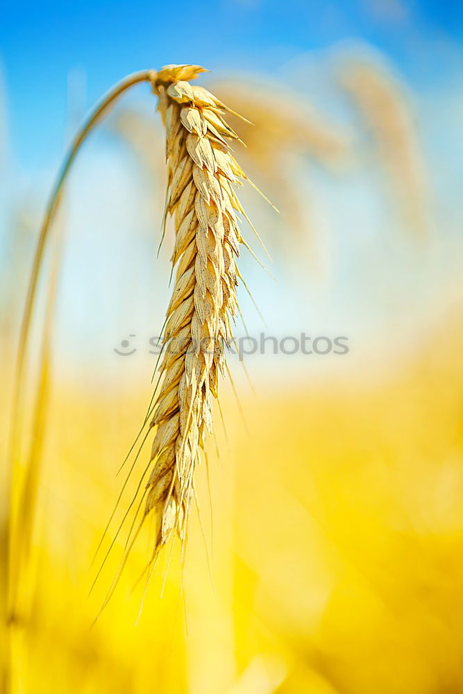 Ear dance of an ear of barley in corn field