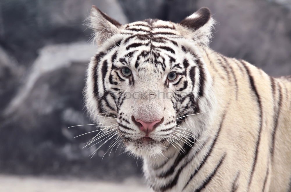 Similar – Close up portrait of Siberian tiger looking at camera