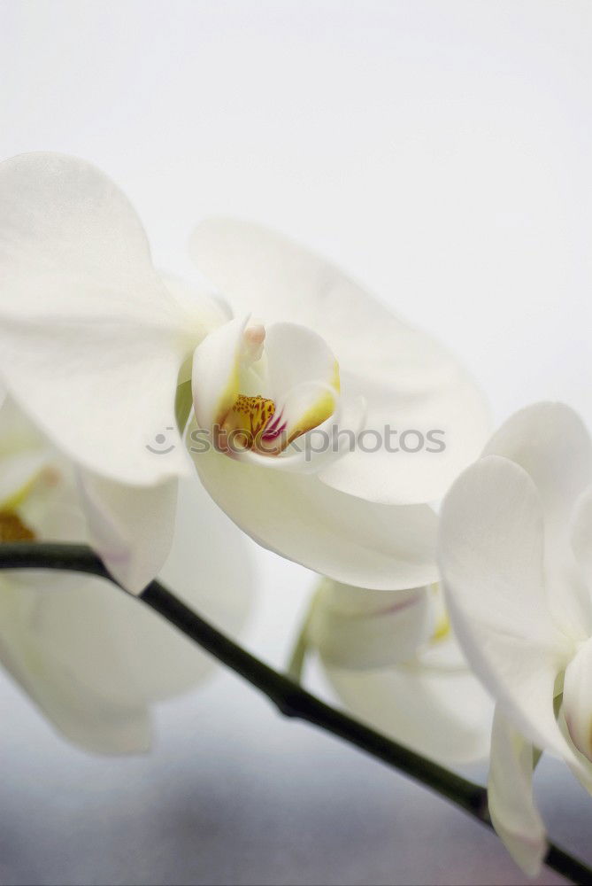 Similar – Foto Bild orchidee Orchidee Blume