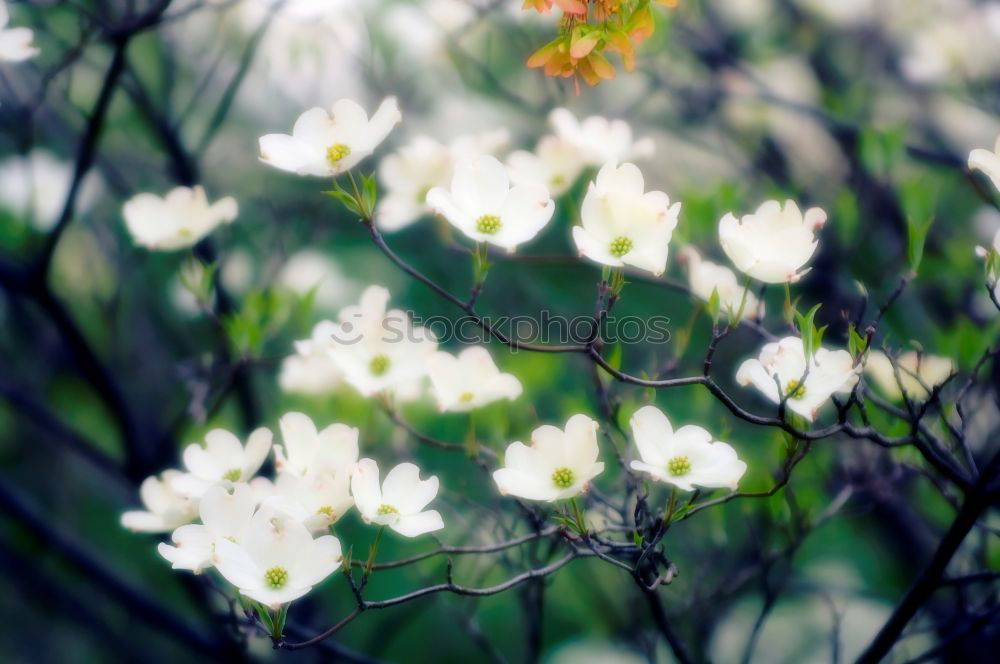 Similar – spring Blossom Tree