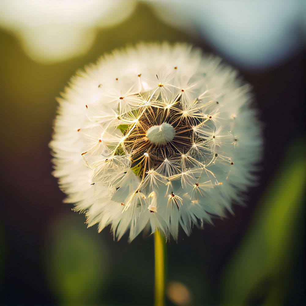 Image, Stock Photo bouquet Harmonious