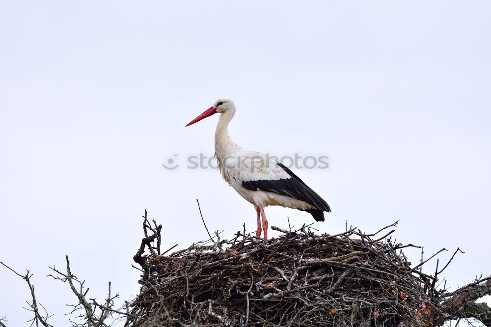 beauty care Stork