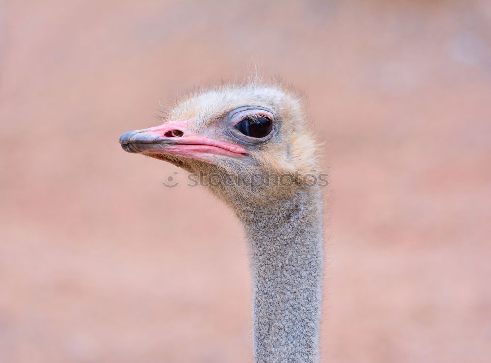 Similar – Funny Ostrich Bird Portrait