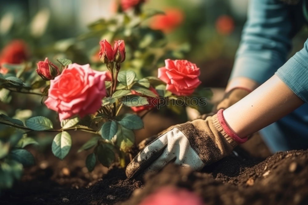 Similar – Image, Stock Photo Woman’s hands transplanting plant.