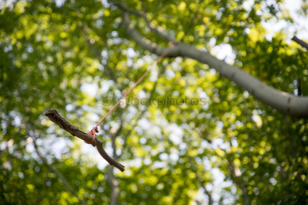 Similar – tree house Tree