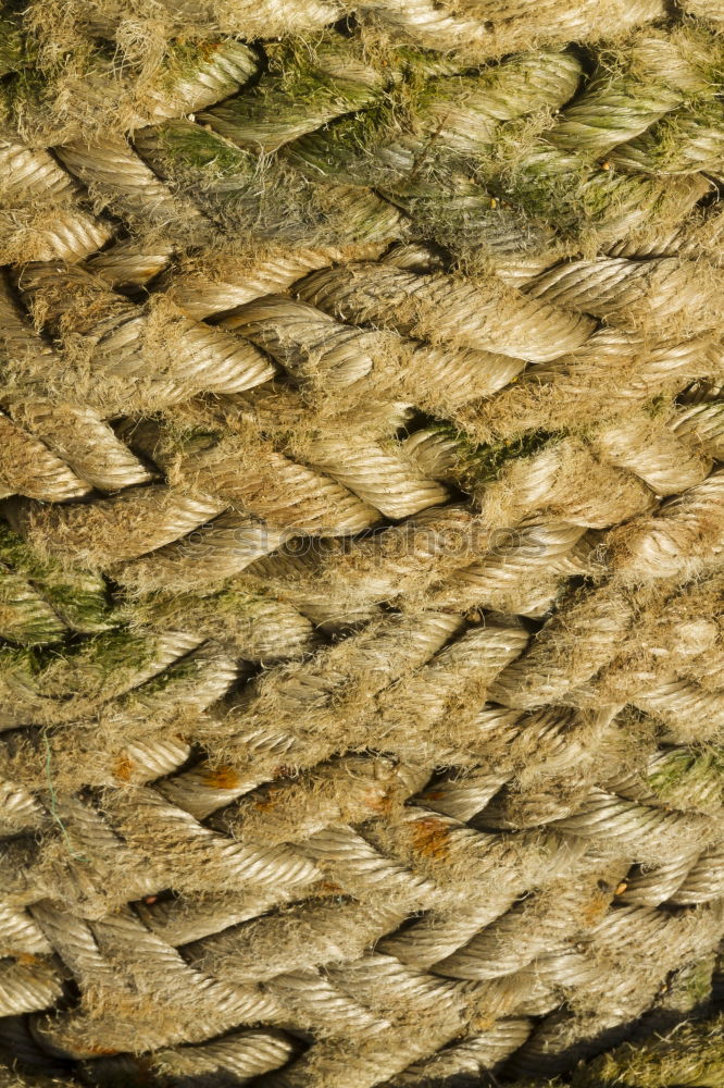 Similar – Image, Stock Photo sequin dress Animal Fish