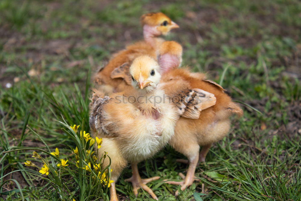 Similar – Image, Stock Photo teenage hen chicken fowls