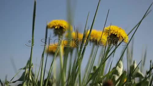 Similar – Image, Stock Photo meadow beauty Meadow