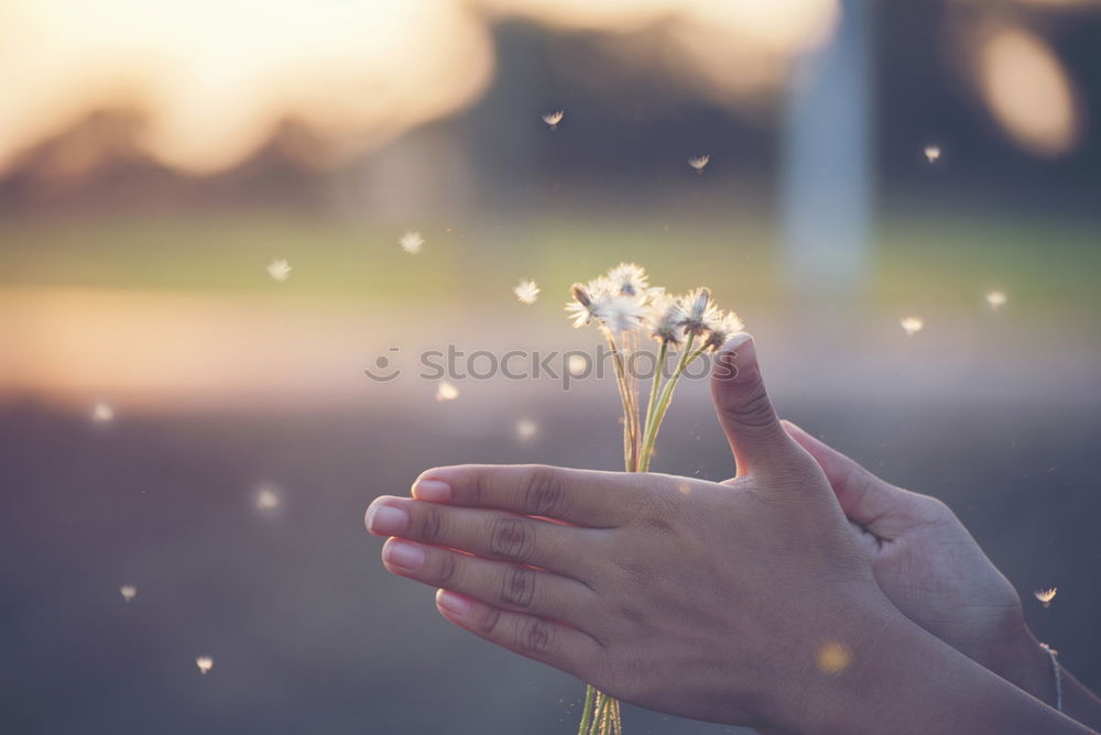 Similar – Image, Stock Photo Children’s hands holding straw stars