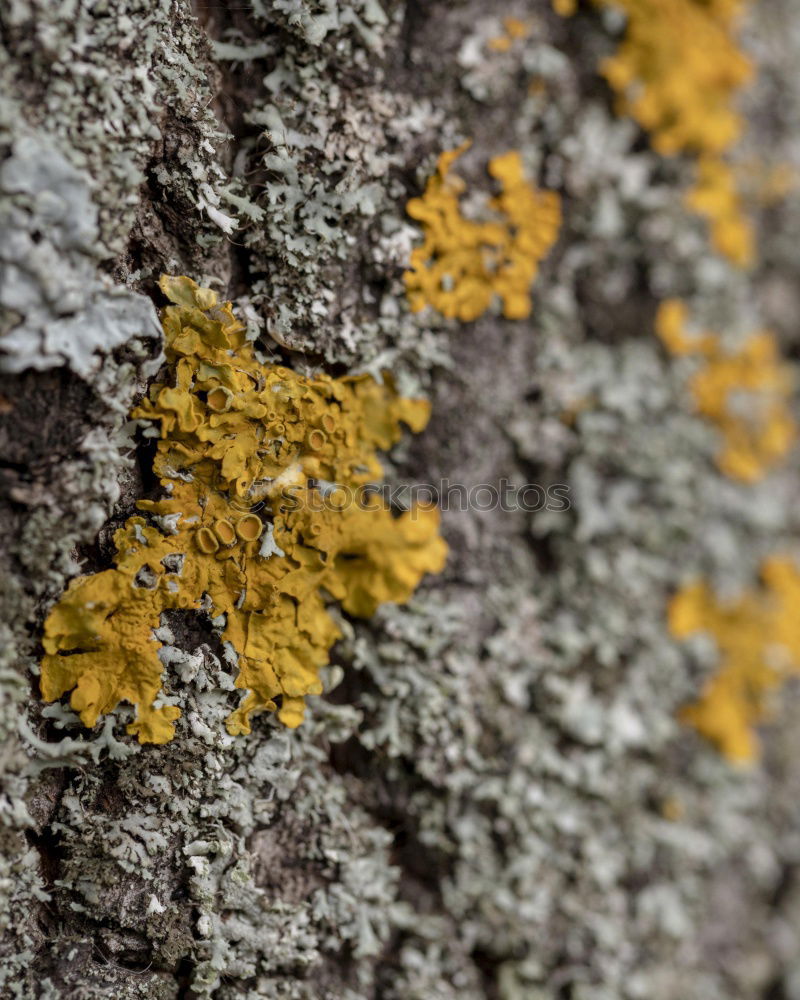 Similar – Image, Stock Photo Lichens and moss Plant