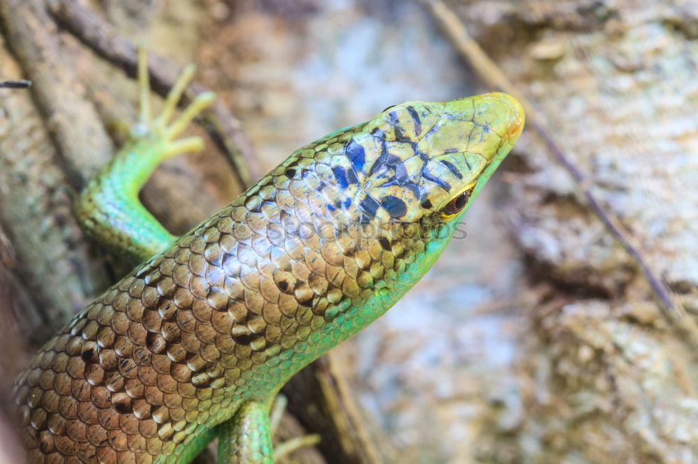 Similar – Image, Stock Photo wall lizard on a trunk 1