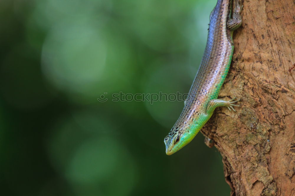 Similar – Image, Stock Photo chameleon. Zoo 1 Animal